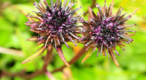 川南風毛菊 川南風毛菊