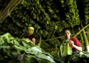 卡納塔克邦菸草種植