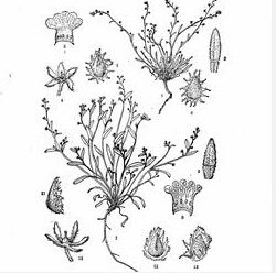 異果齒緣草 異果齒緣草