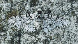 白樺尺蛾 白樺尺蛾