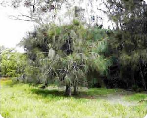 異株克生 異株克生