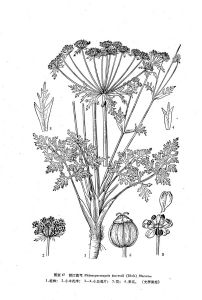 麗江滇芎 麗江滇芎