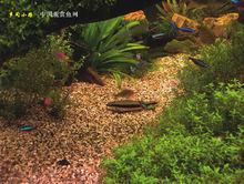 魚缸造景