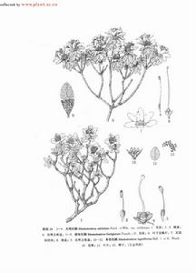 單色杜鵑 單色杜鵑