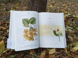 瑪蒂爾達手繪木本植物 瑪蒂爾達手繪木本植物