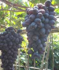 金手指葡萄苗 金手指葡萄苗