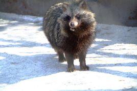 貉子[貉的通稱]