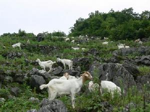長寨鎮竹子托村波爾山羊正在山坡上吃草