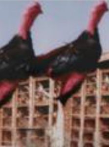 越南鬥雞 越南鬥雞