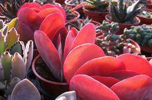 唐印[草本植物]