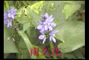 雨久花