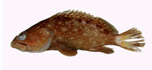 點列石斑魚