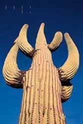 沙瓜洛仙掌 沙瓜洛仙掌