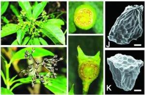 寬昭木屬 寬昭木屬