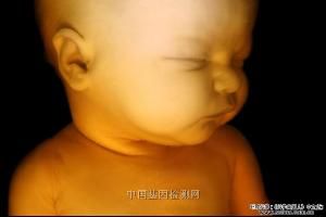 實驗胚胎學 實驗胚胎學