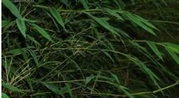 膝曲莠竹 膝曲莠竹