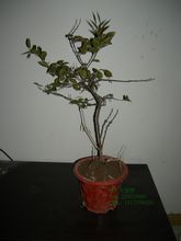 烏飯葉矮柳 烏飯葉矮柳