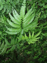 佛特山複葉耳蕨 佛特山複葉耳蕨