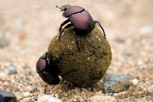 食糞動物 食糞動物