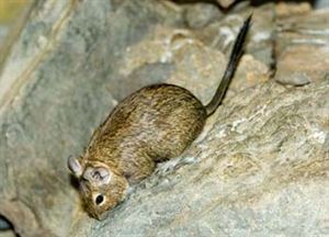 擬八齒鼠屬 擬八齒鼠屬