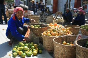 壯大柑桔種植規模