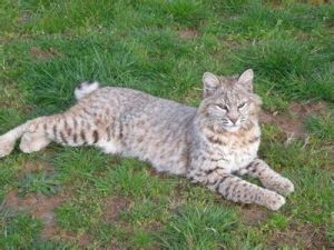 短尾貓蘇必利爾湖亞種