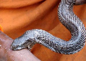 （圖）溫泉蛇