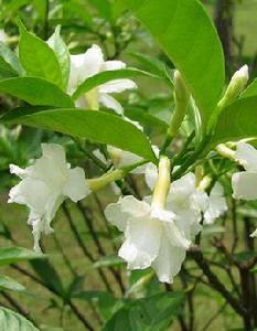 狗牙花[狗牙花]