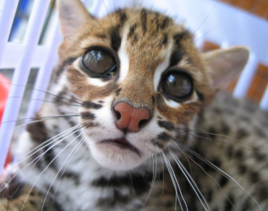 豹貓海南亞種 豹貓海南亞種