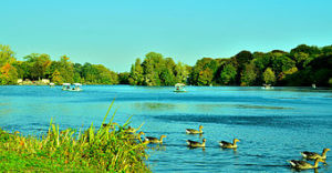 湖邊景色，左邊遠景為紀念之島，中部遠景為遊人駕船，近景為野鵝