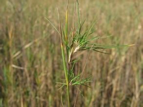 外玉山剪股穎 外玉山剪股穎