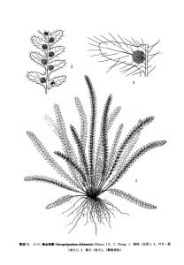 錫金鋸蕨 錫金鋸蕨