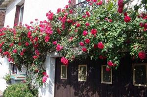 藤本月季 藤本月季