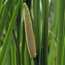 細根莖薹草 細根莖薹草