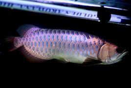 無鱗龍魚 無鱗龍魚