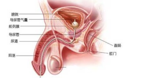 前列腺與身體構造示意圖