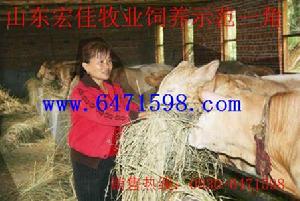 肉牛羊養殖基地,肉牛羊養殖技術 肉牛羊養殖基地,肉牛羊養殖技術