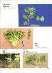 檸檬留蘭香 檸檬留蘭香