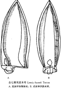 全七棱淺室水母