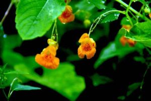 滇水金鳳 滇水金鳳