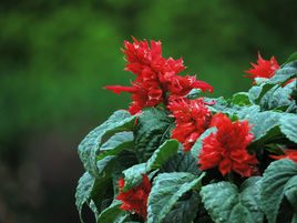 暗紫鼠尾 暗紫鼠尾