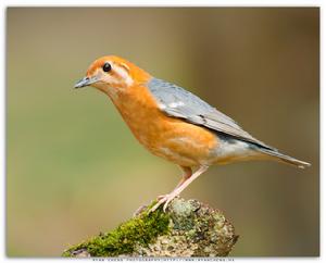 藍灰拾葉雀 藍灰拾葉雀
