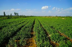 白城甘草種植基地