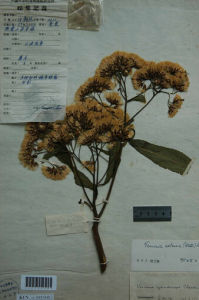 展枝斑鳩菊 展枝斑鳩菊