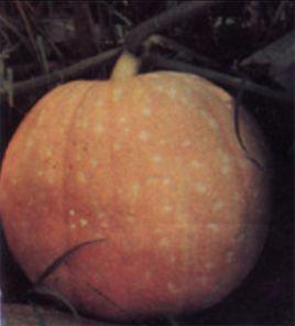 TD大南瓜 TD大南瓜