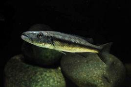 一線狼牙 一線狼牙