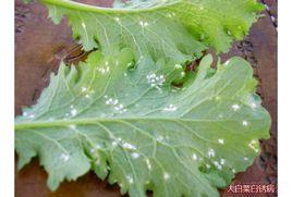 白菜白鏽病 白菜白鏽病
