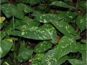 巴布亞落檐 巴布亞落檐