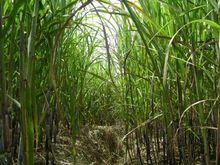 弄別村[雲南省梁河縣曩宋阿昌族鄉]