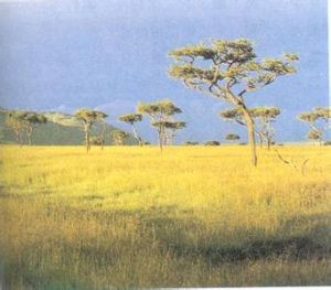 海濱荒漠群落 海濱荒漠群落